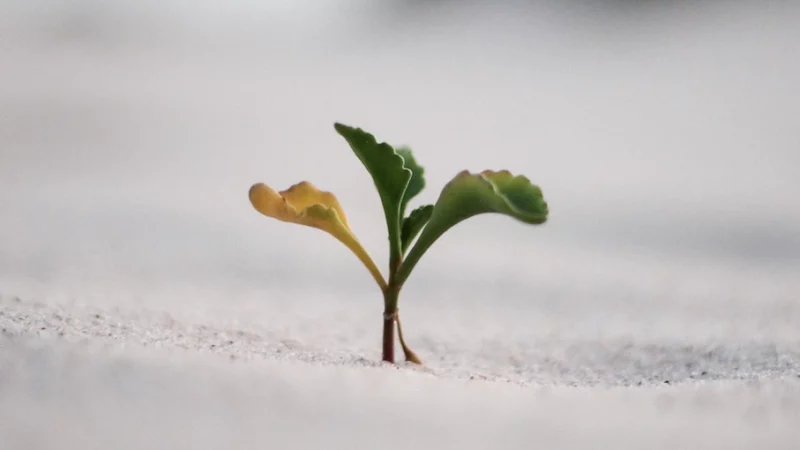 graine qui pousse pour illustrer le changement durable